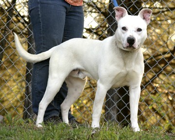 Other Photos of thie Dog