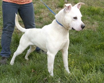 Other Photos of thie Dog