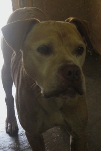 Other Photos of thie Dog