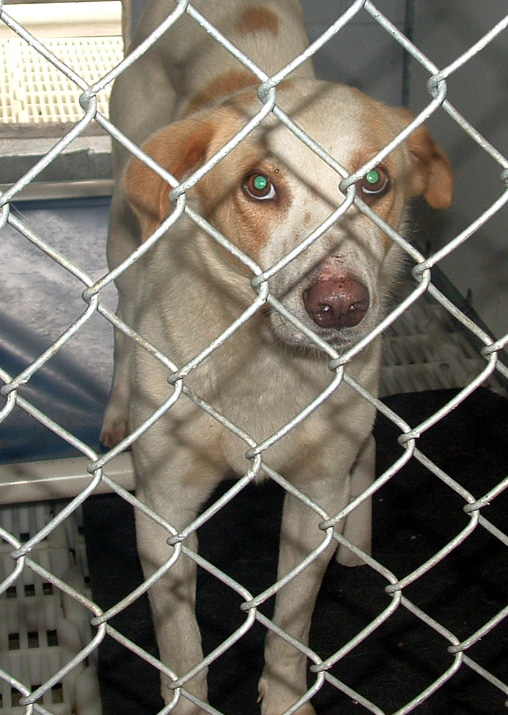 Other Photos of thie Dog