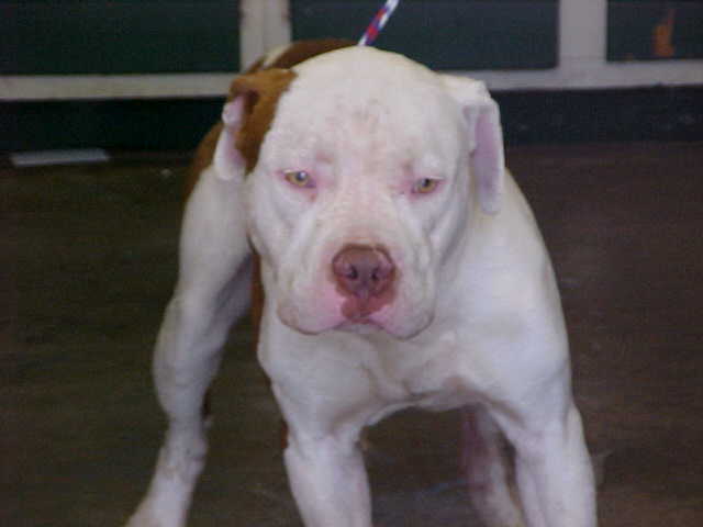 Other Photos of thie Dog