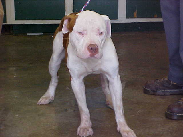 Other Photos of thie Dog