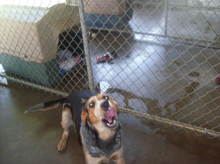 Other Photos of thie Dog