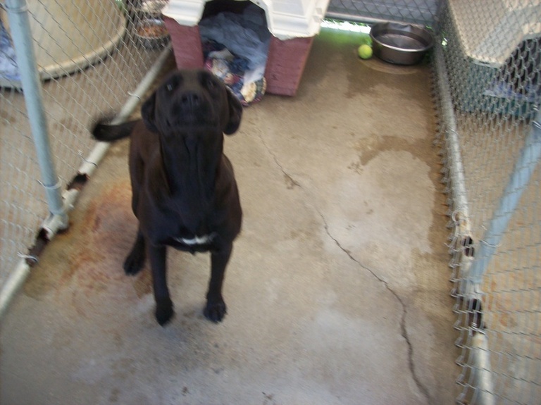 Other Photos of thie Dog