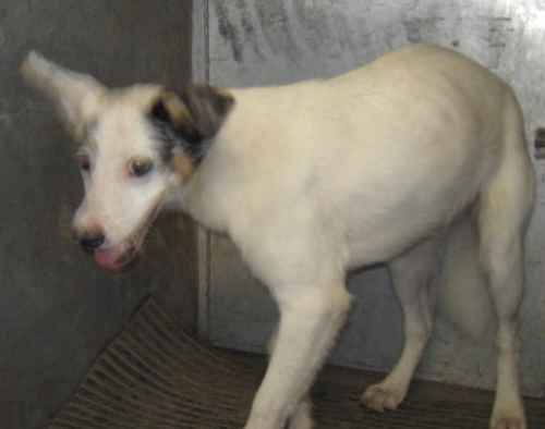 Other Photos of thie Dog
