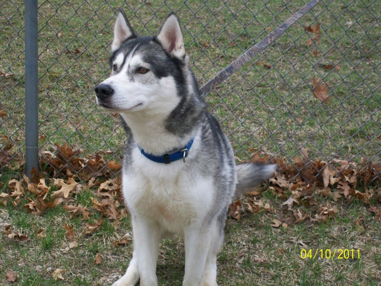 Other Photos of thie Dog