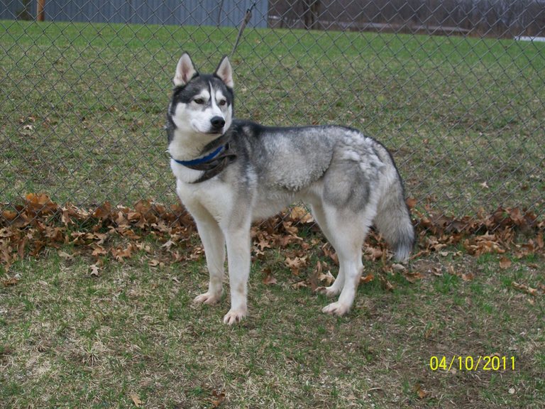 Other Photos of thie Dog