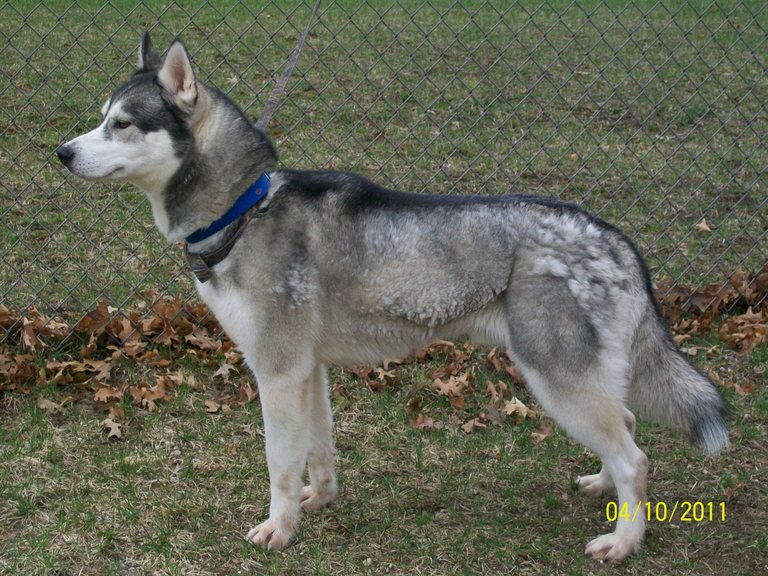 Other Photos of thie Dog