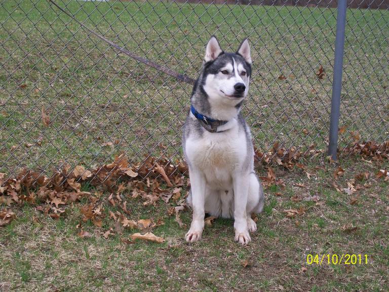 Other Photos of thie Dog