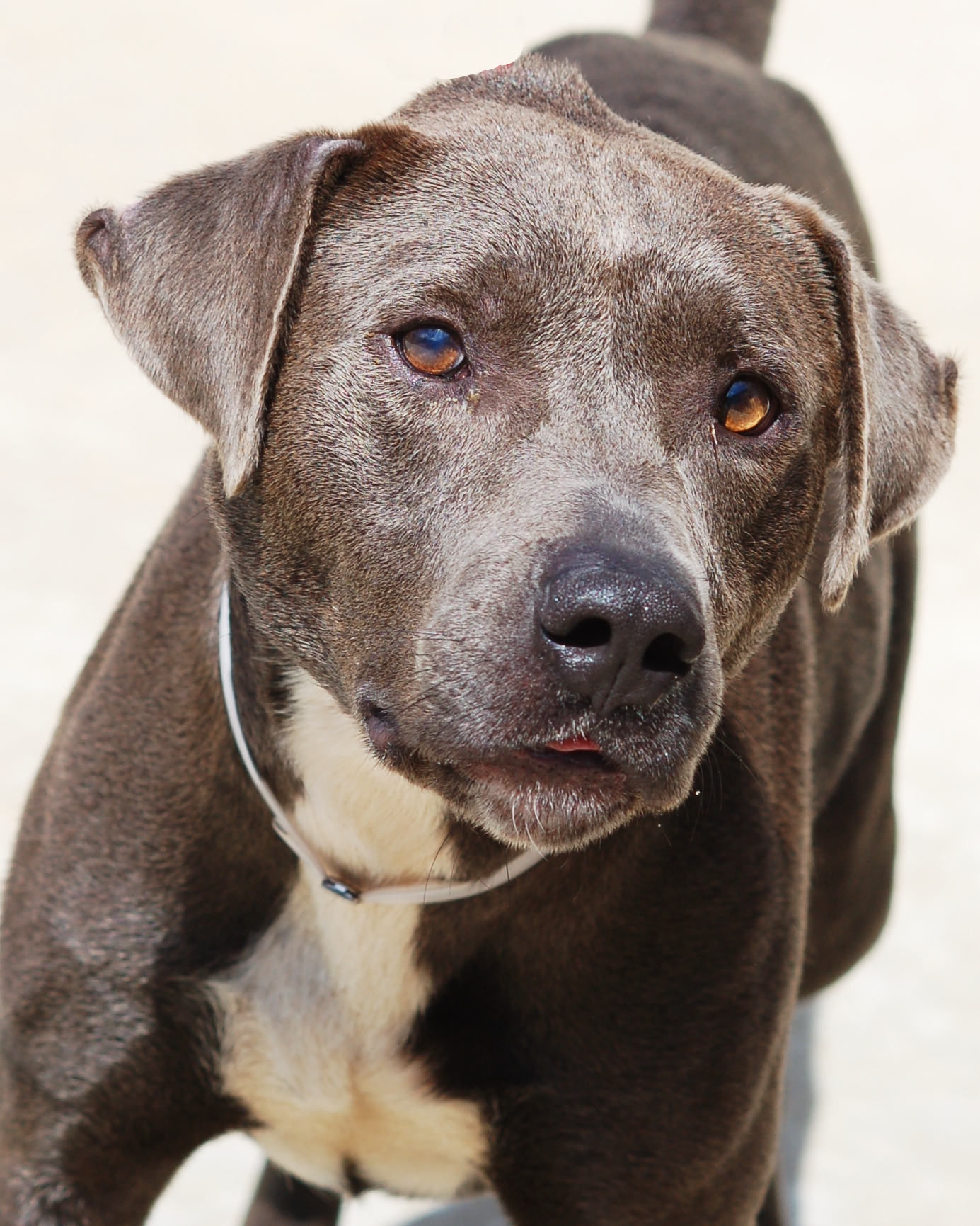Other Photos of thie Dog