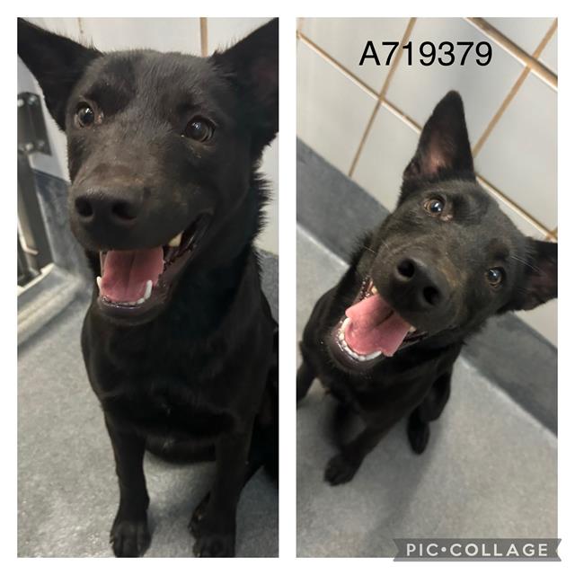 Main Photo of this Dog