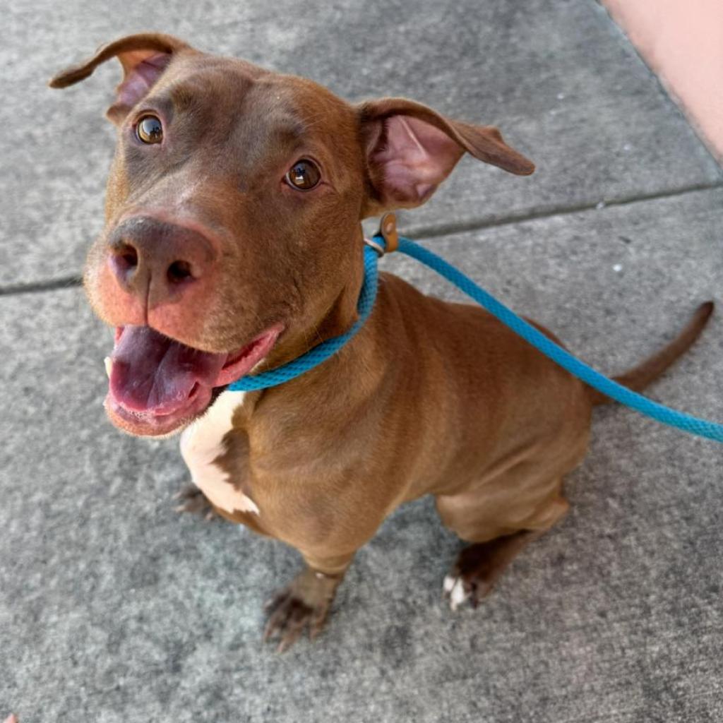 Main Photo of this Dog