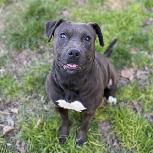 Main Photo of this Dog