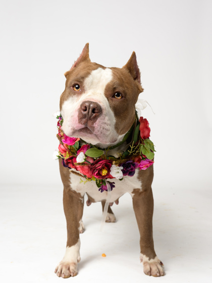 Rosa, a American Bulldog, available for adoption
