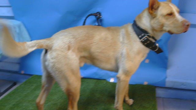 Other Photos of thie Dog