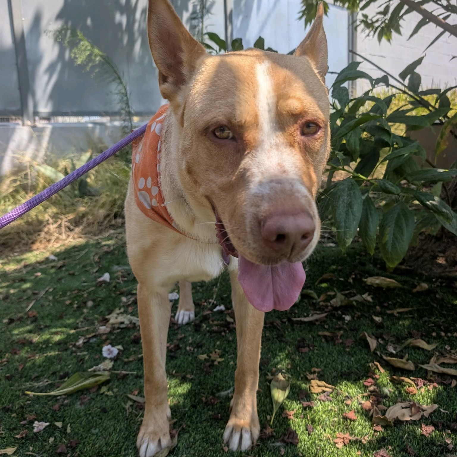 Tommy, a German Shepherd, available for adoption