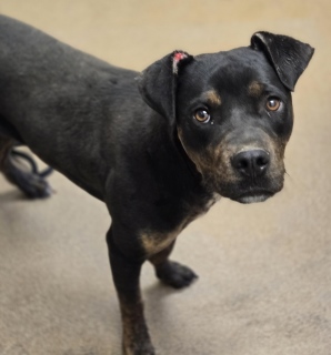 Adoptable pet photo