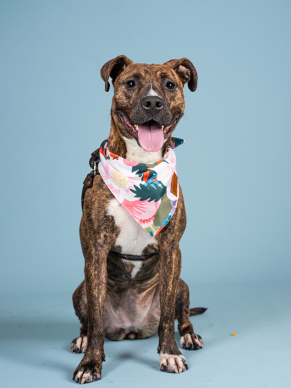 Amelia, a German Shepherd, available for adoption