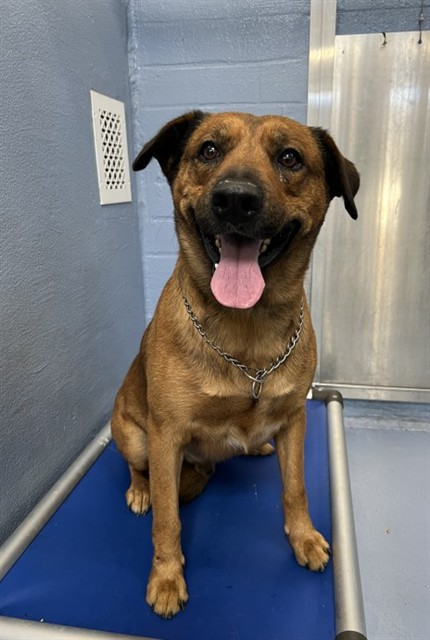 Hercules, a Australian Cattle Dog/Blue Heeler, available for adoption