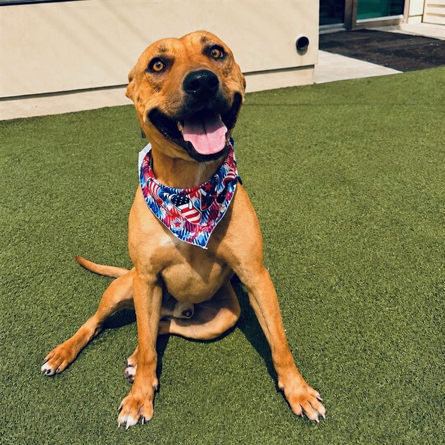 Commander, a Pit Bull Terrier, available for adoption