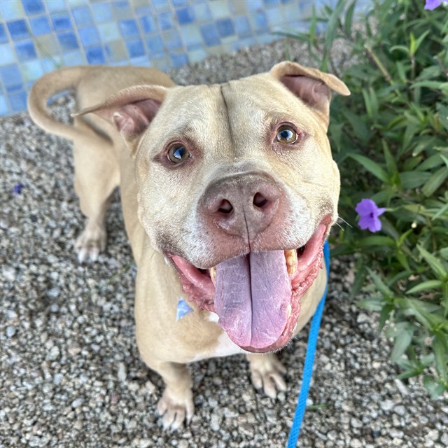 Mateo, a Staffordshire Bull Terrier, available for adoption