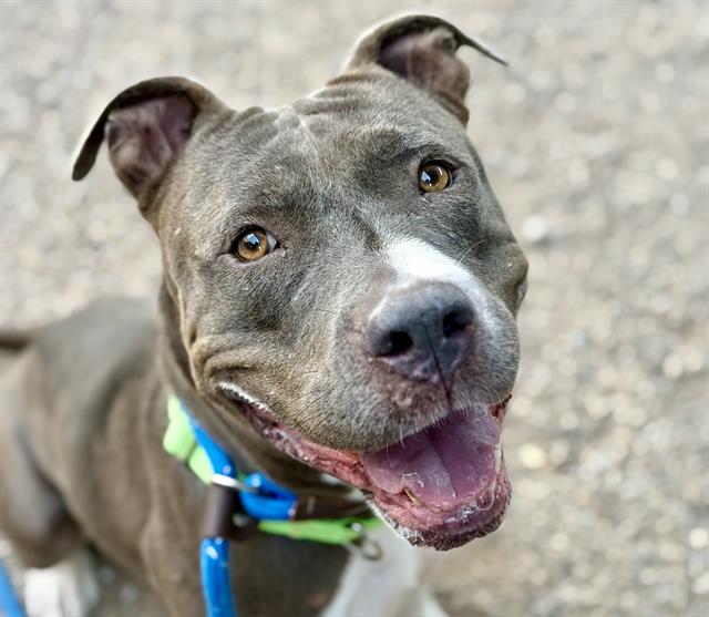 Anastasia, a Pit Bull Terrier, available for adoption