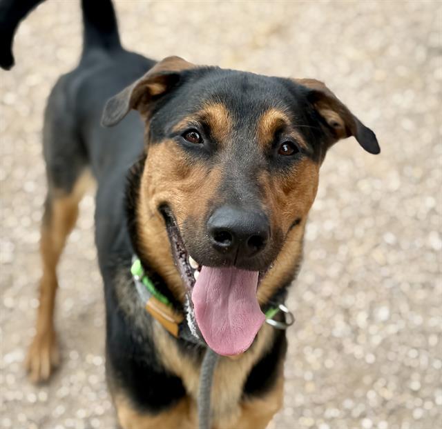 Bennett, a German Pinscher, available for adoption