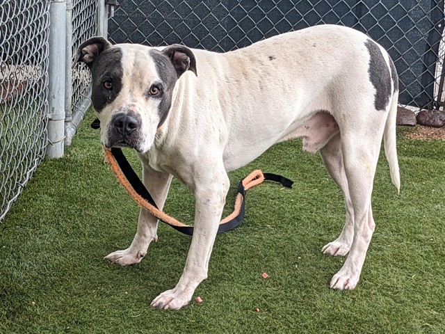 Jackpot, a Pit Bull Terrier (mix breed), available for adoption