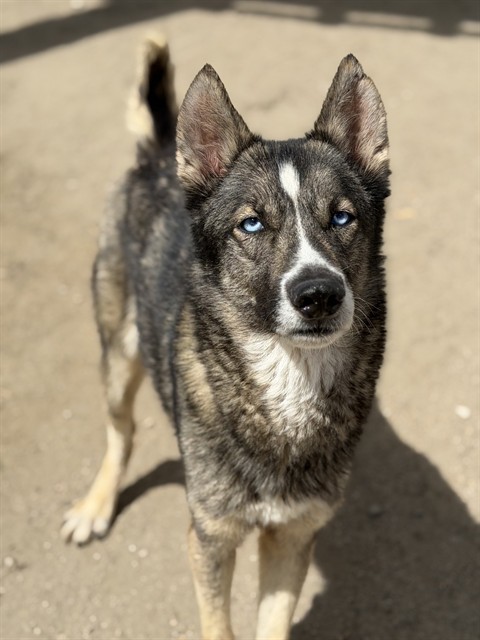 Derby, a Siberian Husky (mix breed), available for adoption