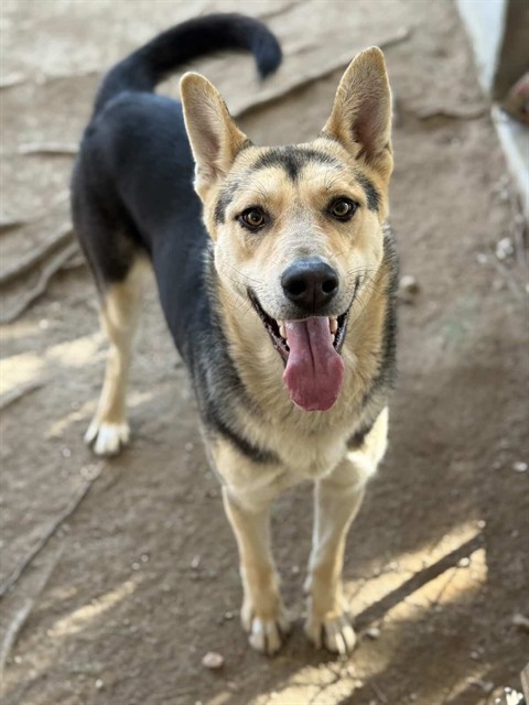 Kelly, a German Shepherd, available for adoption
