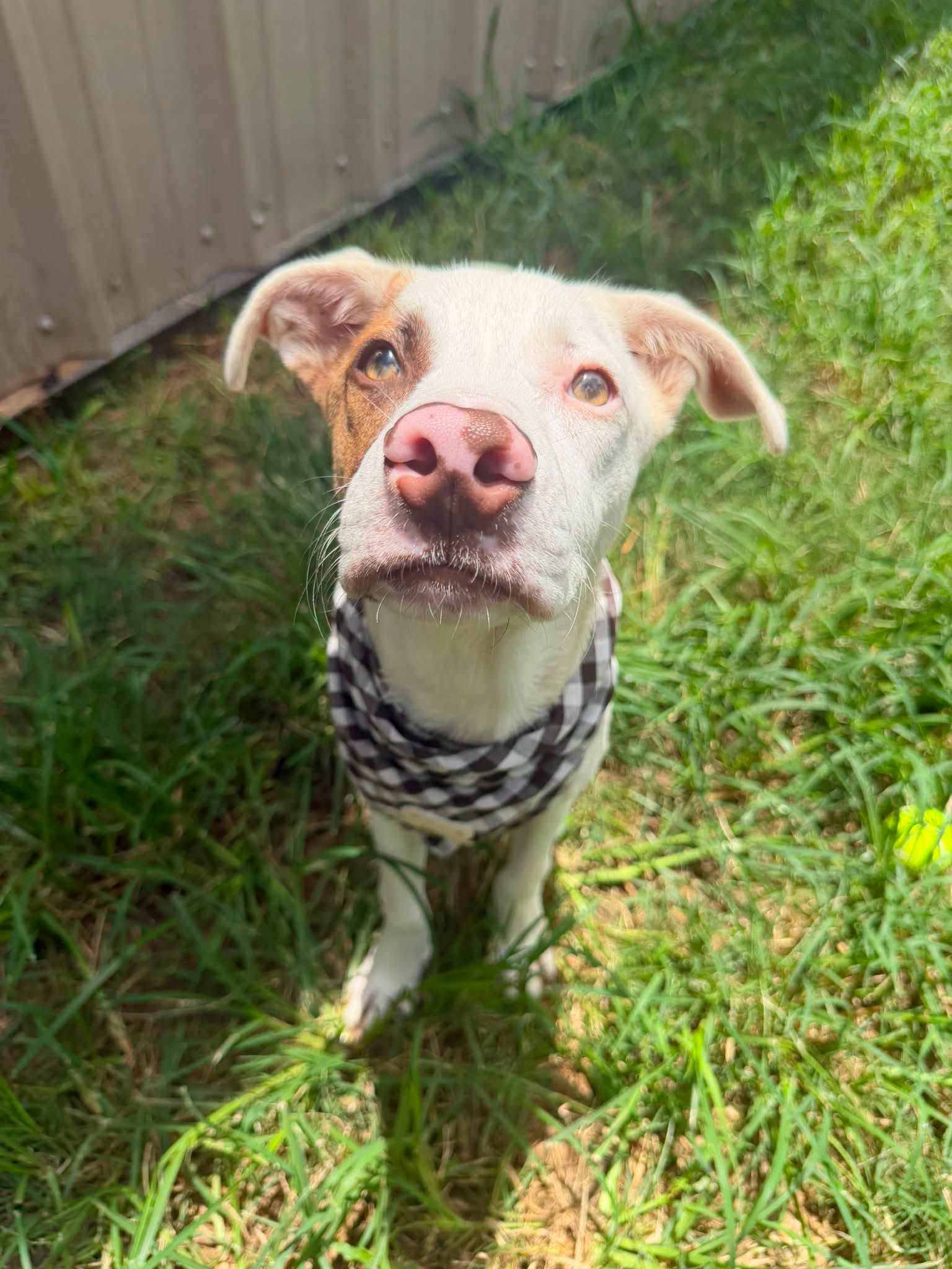 Spike, a American Staffordshire Terrier, available for adoption