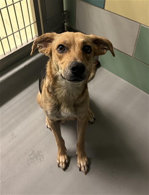 Amelia And Puppies, a German Shepherd (mix breed), available for adoption