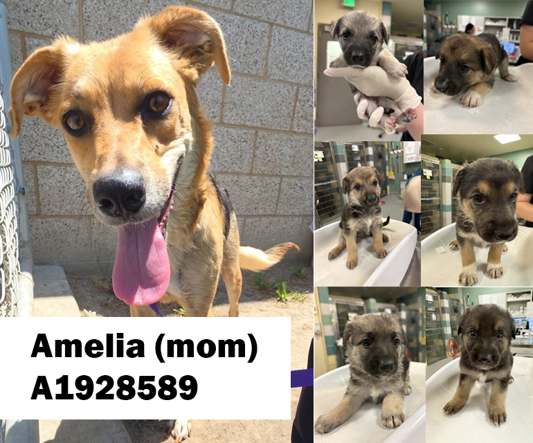 Adoptable pet photo