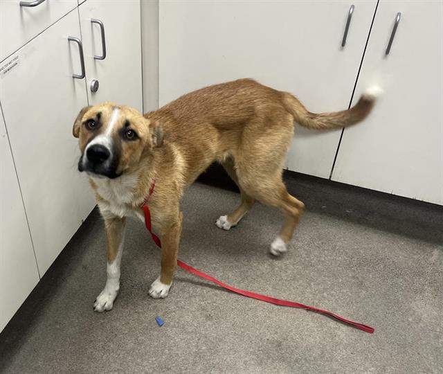 Max, a Carolina Dog (mix breed), available for adoption