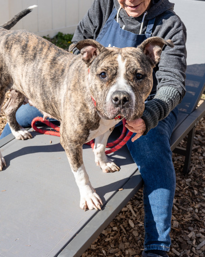 Olanta, a Pit Bull Terrier (mix breed), available for adoption