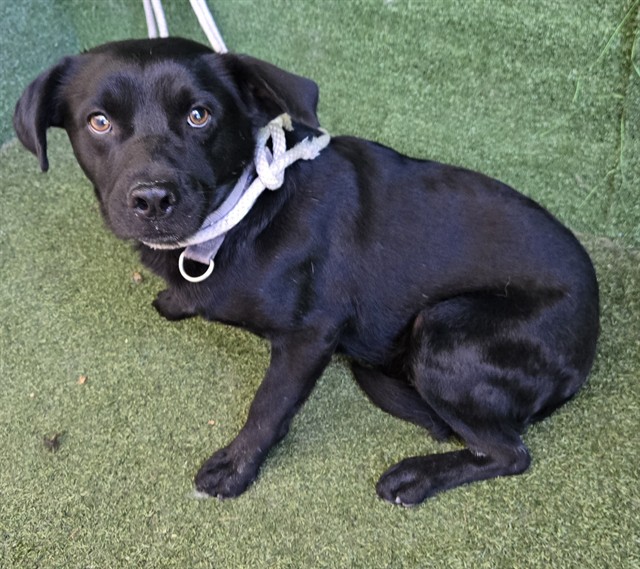 Glen, a Labrador Retriever, available for adoption