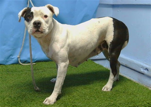 Dior, a Pit Bull Terrier, available for adoption