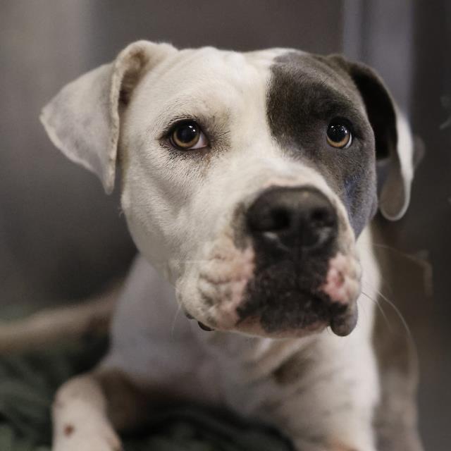 Melanie, a American Staffordshire Terrier, available for adoption
