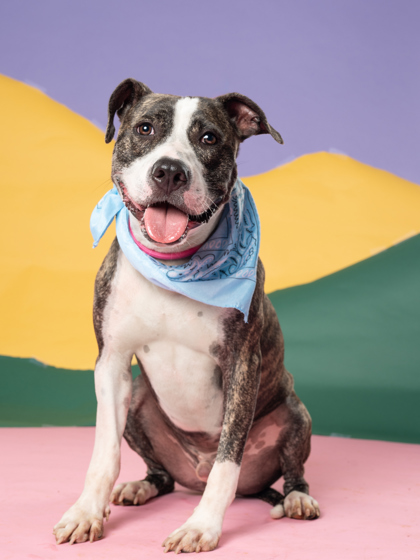 Falafel, a Labrador Retriever (mix breed), available for adoption