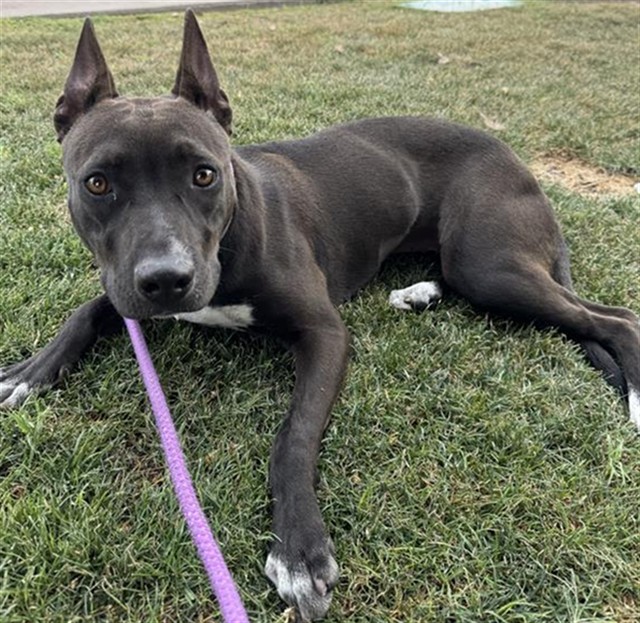 Delilah, a American Staffordshire Terrier (mix breed), available for adoption