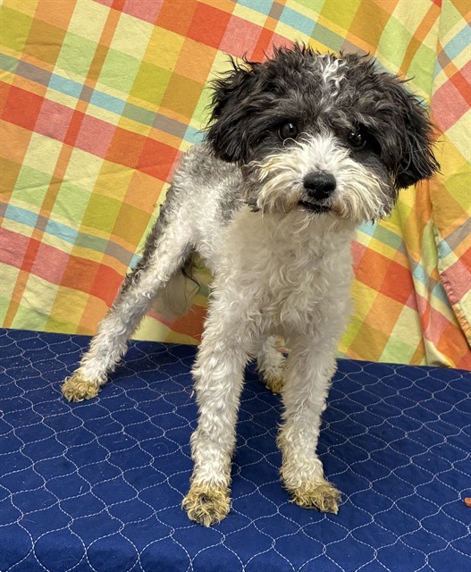 A5792998, a Poodle, available for adoption
