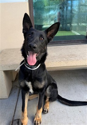 Oreo, a German Shepherd, available for adoption