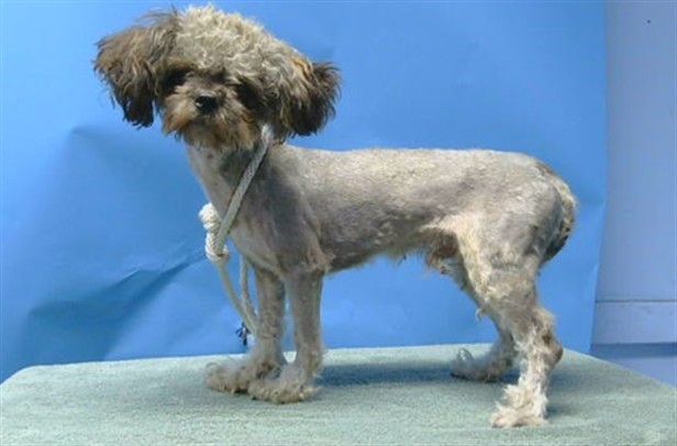 A5794018, a Terrier, available for adoption