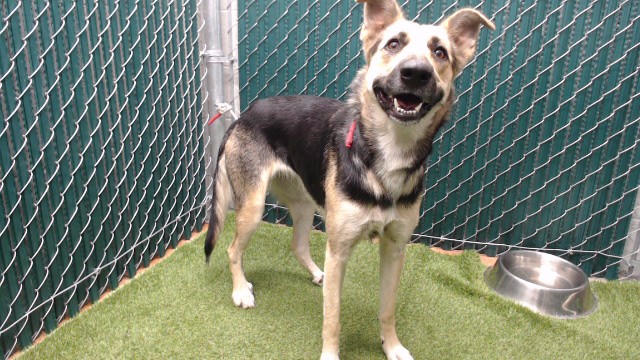 Adoptable pet photo