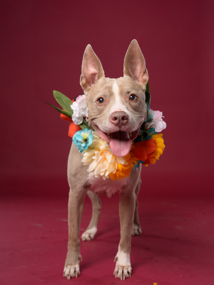 Adoptable pet photo