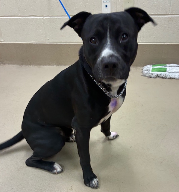 Adoptable pet photo
