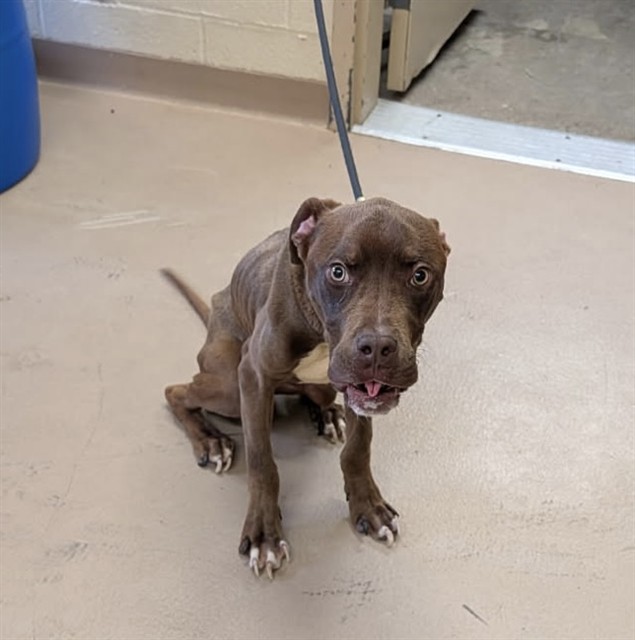Adoptable pet photo
