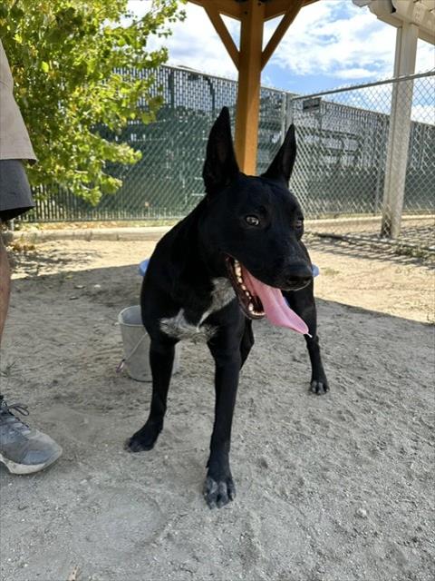 Adoptable pet photo