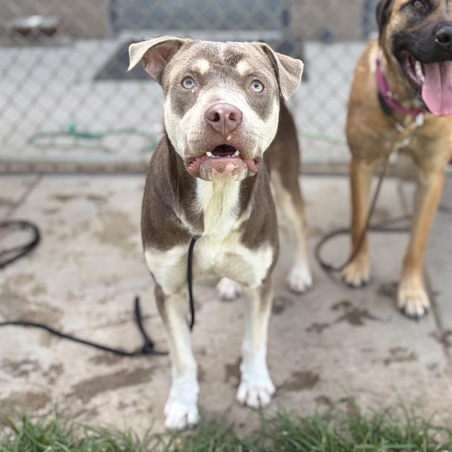 Adoptable pet photo