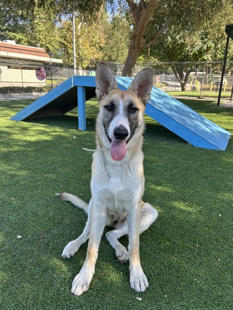 Adoptable pet photo